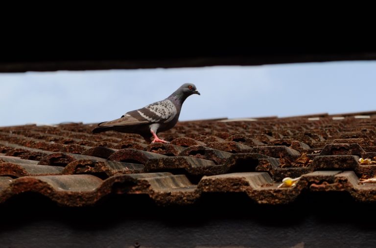 Control de aves