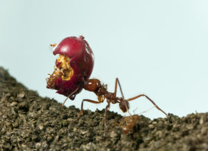 Desinsectación Control de Hormigas