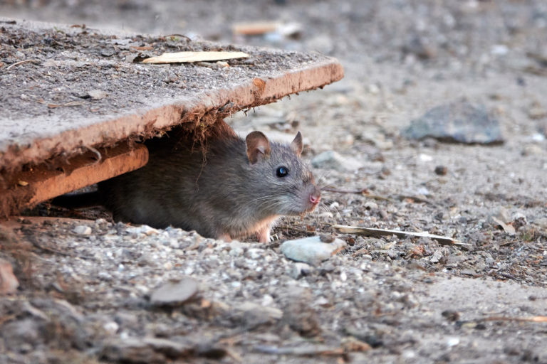 Desratización - Control de Plagas de Ratas y Ratones